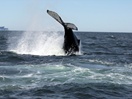 Observation de baleines