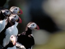 Atlantic Puffin, Mingan Archipelago
