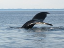 Whale in Minganie