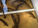 Salmon Interpretation Centre