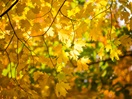 Fall foliage