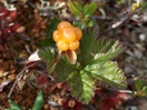 wild berries