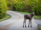 Moose on the way to Mauricie National Park