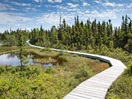 The hiking trails on Île Quarry provide easy access to the boreal forest