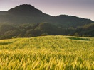 Summer landscape
