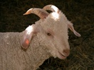 Le Chevrier du Nord Economuseum, Angora goat