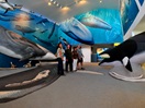 Mingan Island Cetacean Study